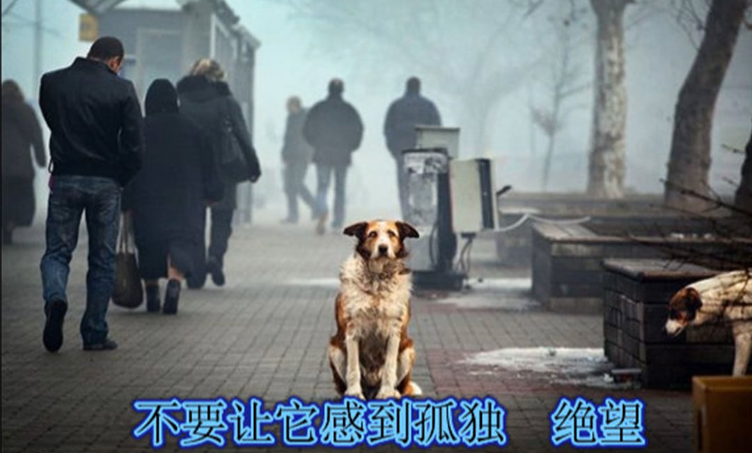 白沙白沙爱影圈微博微信转发案例